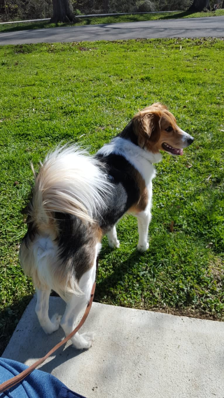 Frankie, a Beagle and Rat Terrier mix tested with EmbarkVet.com