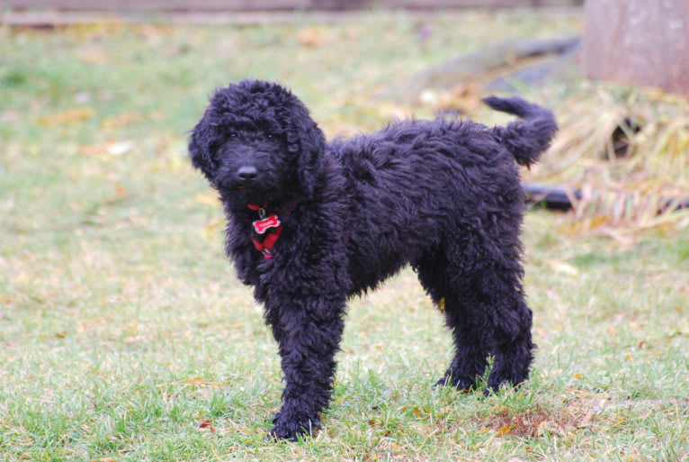 Tynan, a Poodle (Standard) and Labrador Retriever mix tested with EmbarkVet.com