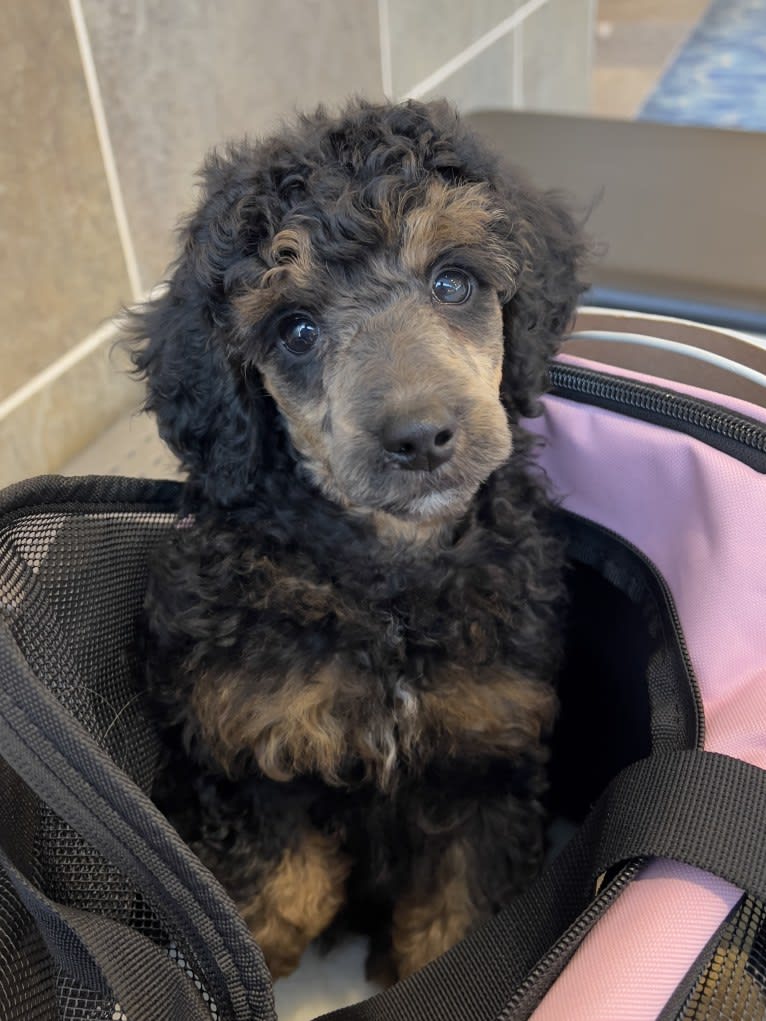Marley, a Poodle tested with EmbarkVet.com