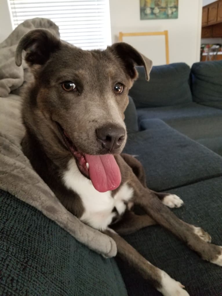 Pepper, a Chow Chow and American Pit Bull Terrier mix tested with EmbarkVet.com