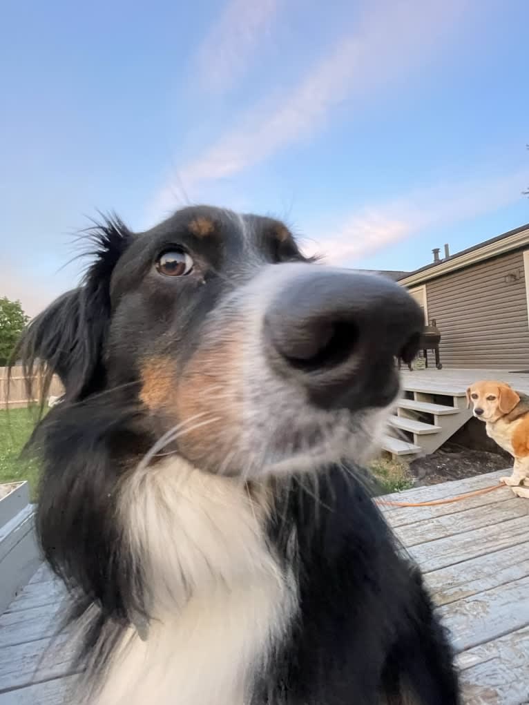 Rex, an Australian Shepherd and English Shepherd mix tested with EmbarkVet.com