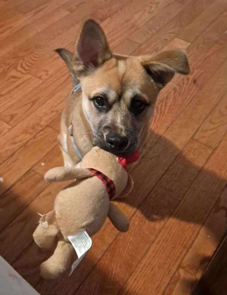 Oslo, an American Pit Bull Terrier and Chihuahua mix tested with EmbarkVet.com