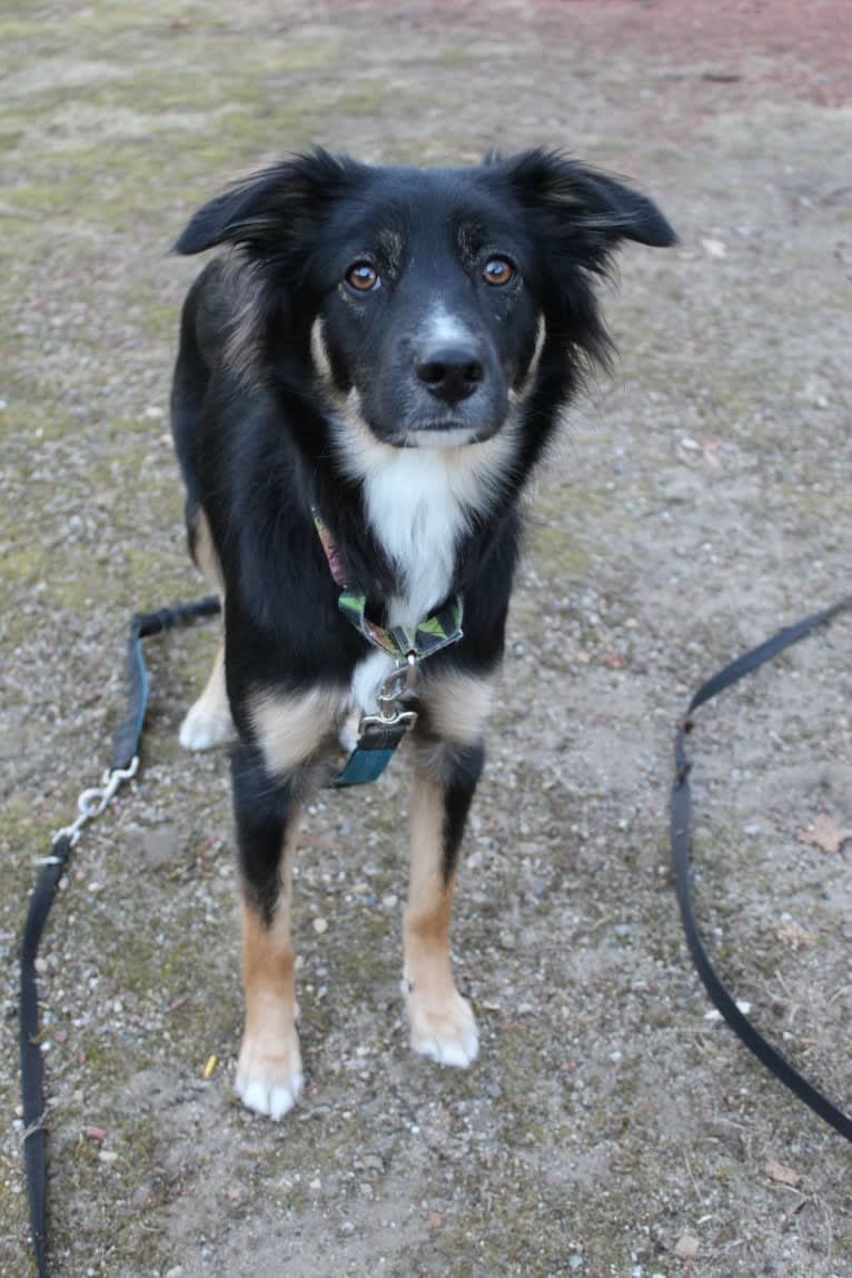 Sierra, a Border Collie and Australian Cattle Dog mix tested with EmbarkVet.com