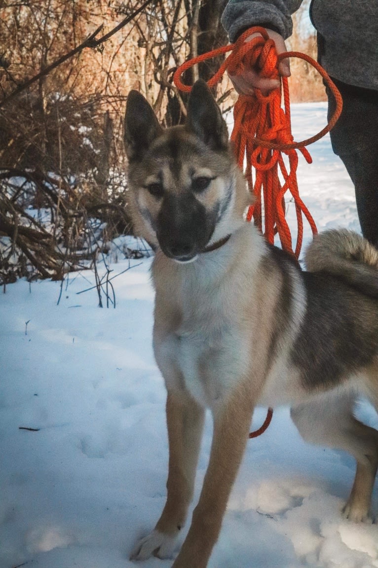 Raven, a West Siberian Laika tested with EmbarkVet.com