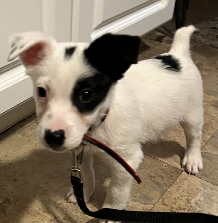 Luke Skywalker, an Australian Cattle Dog and Rat Terrier mix tested with EmbarkVet.com