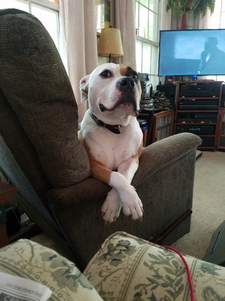 Milo, an American Bully and Bulldog mix tested with EmbarkVet.com