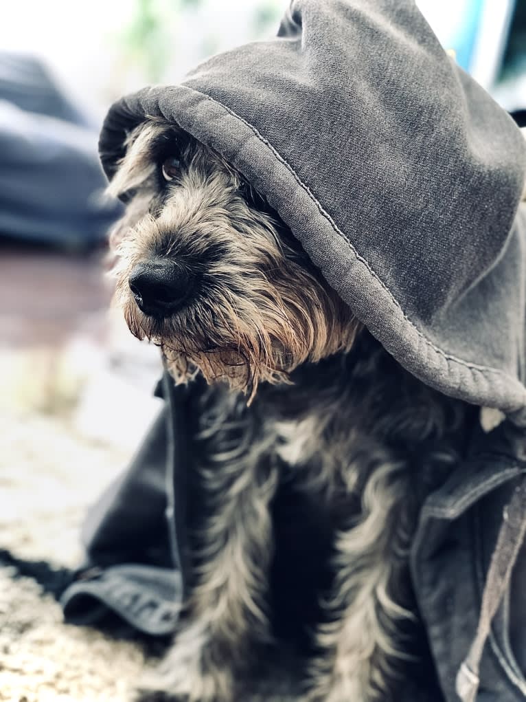 Garbage Bin, a Miniature Schnauzer and Australian Shepherd mix tested with EmbarkVet.com