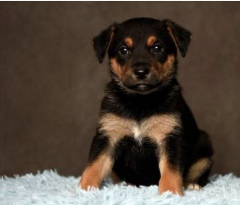 Goose, a German Shepherd Dog and Boxer mix tested with EmbarkVet.com