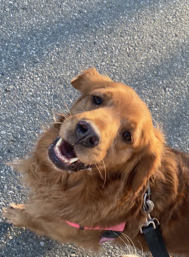 Gracie, a Golden Retriever tested with EmbarkVet.com