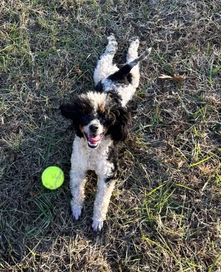 Maya, a Poodle (Small) tested with EmbarkVet.com