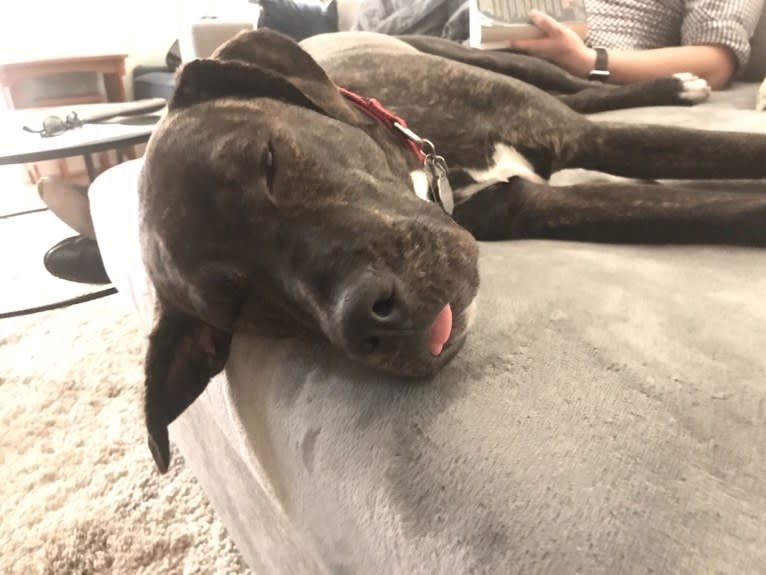 Helo, a Great Dane and American Pit Bull Terrier mix tested with EmbarkVet.com