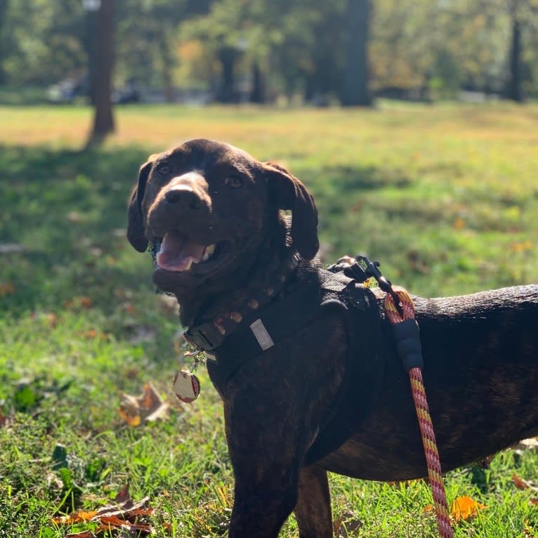 Tater, a Mountain Cur tested with EmbarkVet.com