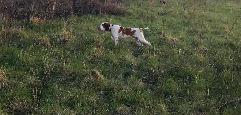 Ragnar, a Bracco Italiano tested with EmbarkVet.com