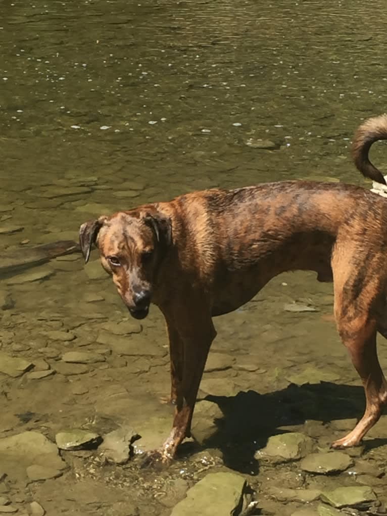 River Bank, a Doberman Pinscher and Boxer mix tested with EmbarkVet.com