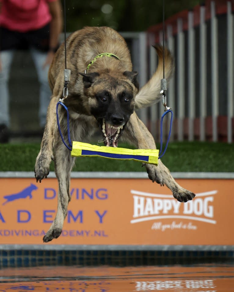 Xanu, a Dutch Shepherd and Belgian Malinois mix tested with EmbarkVet.com