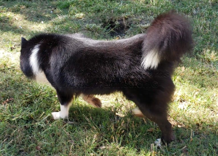 Racer, a Yakutian Laika and Siberian Husky mix tested with EmbarkVet.com