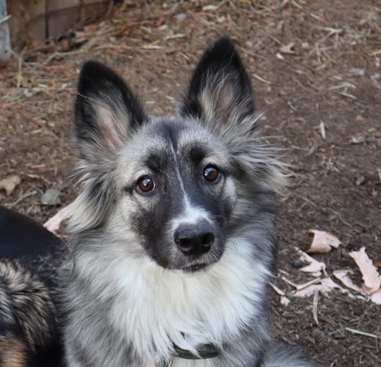 Kino, a Siberian Husky and American Pit Bull Terrier mix tested with EmbarkVet.com