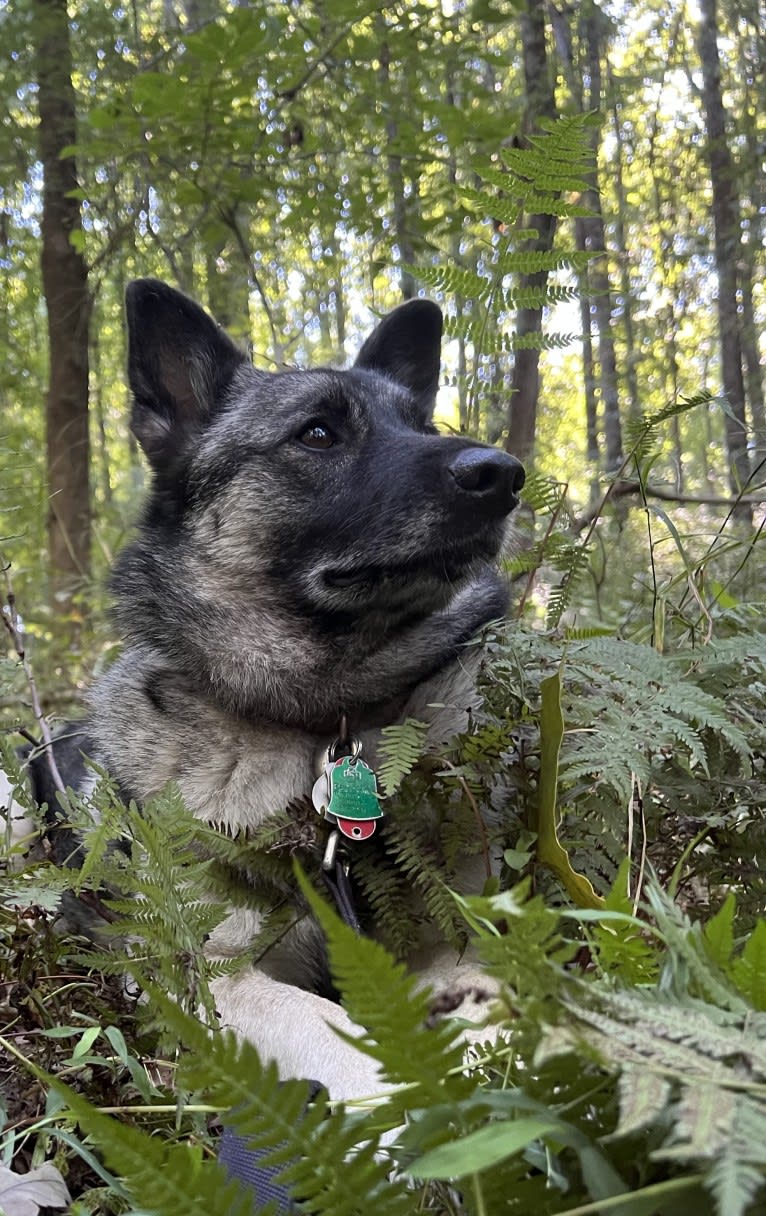 Shy, a Norwegian Elkhound tested with EmbarkVet.com