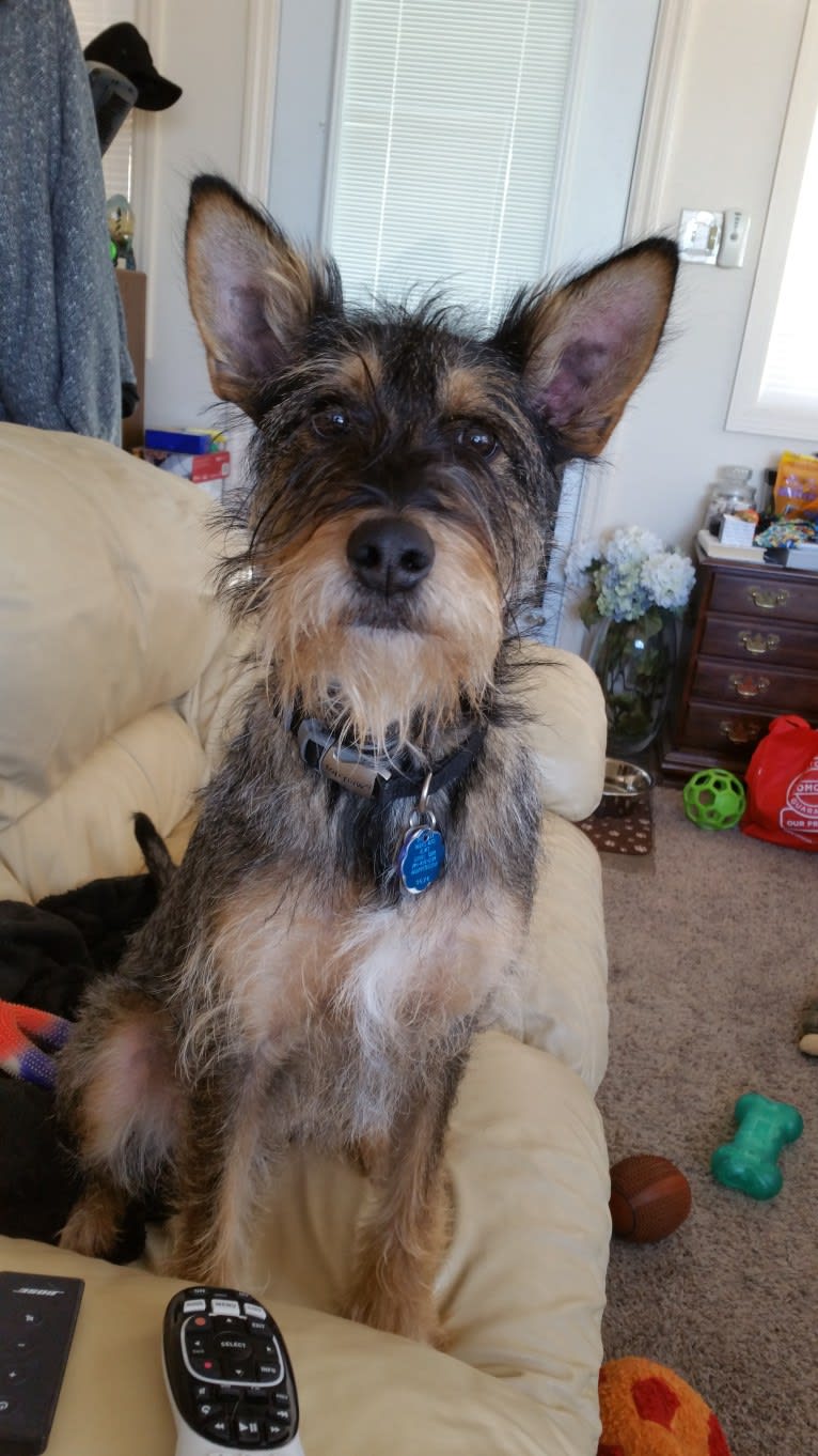 Cooper, a Miniature Schnauzer and German Shepherd Dog mix tested with EmbarkVet.com