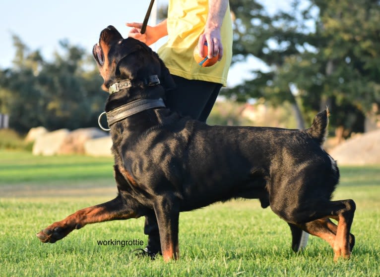 Wüstenhaus Samson, a Rottweiler tested with EmbarkVet.com