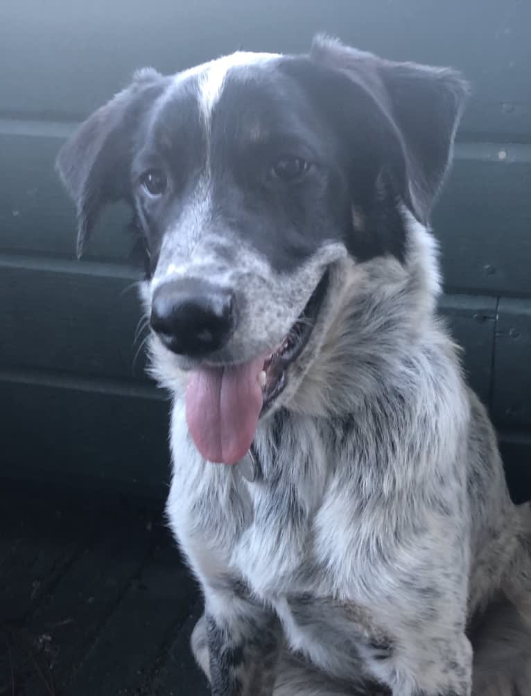 Ridge, a Border Collie and Australian Cattle Dog mix tested with EmbarkVet.com