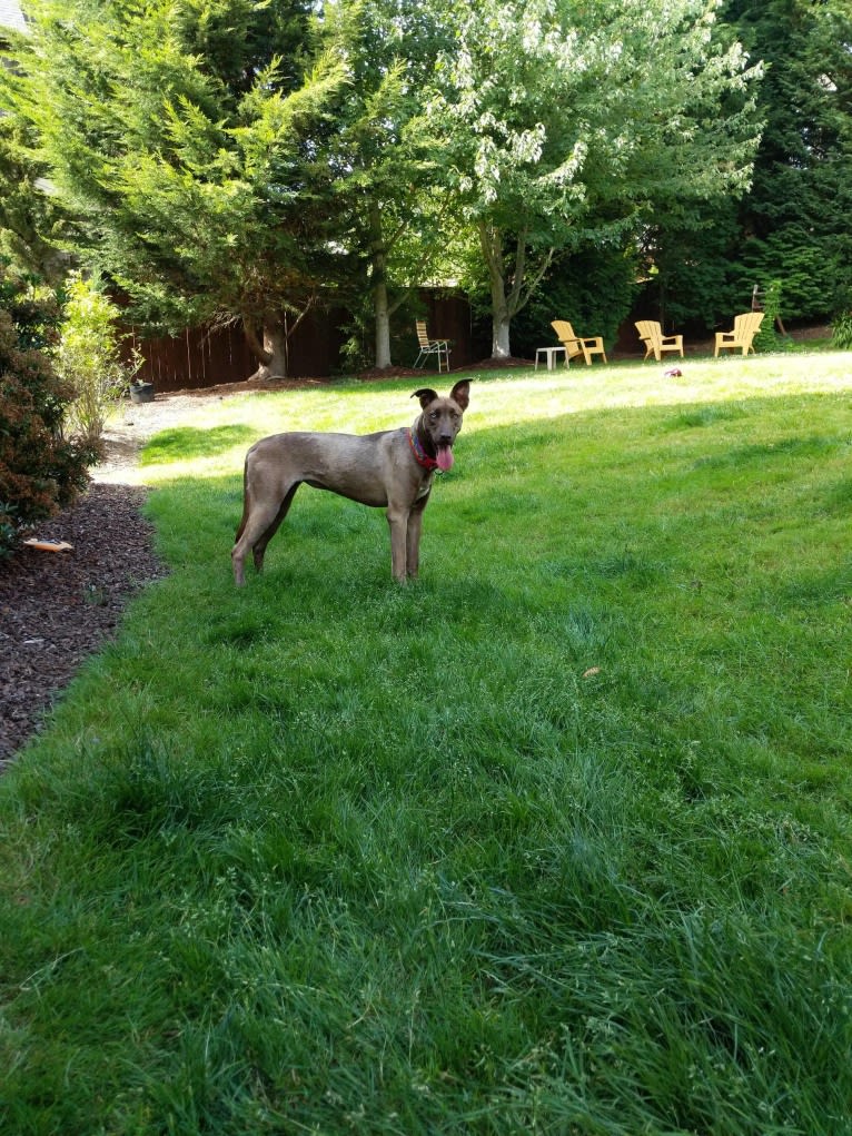 River, a Great Dane and Siberian Husky mix tested with EmbarkVet.com