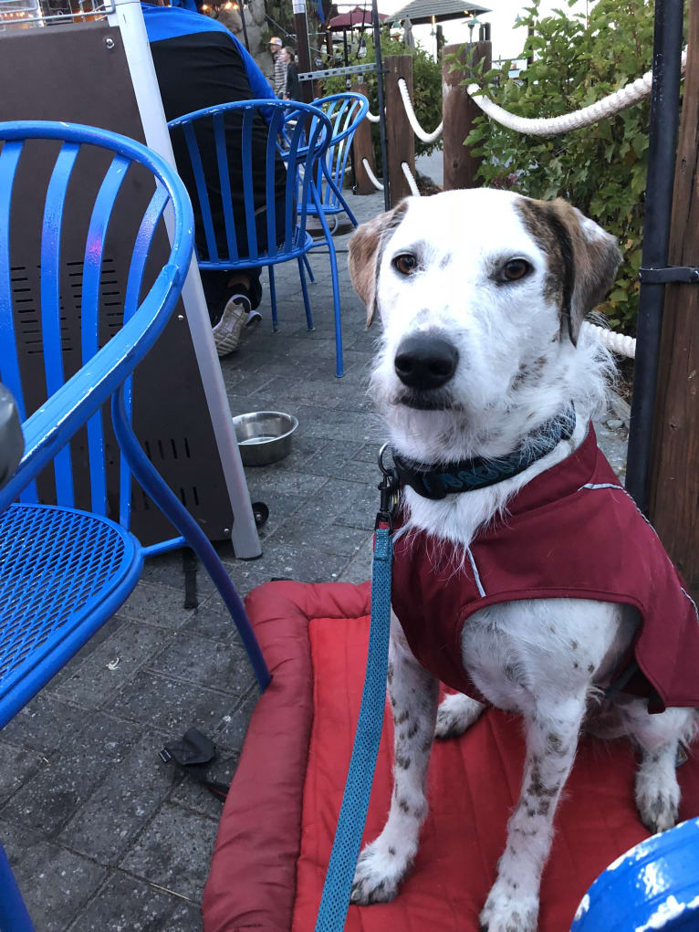 Sherlock, an Australian Cattle Dog and Poodle (Standard) mix tested with EmbarkVet.com