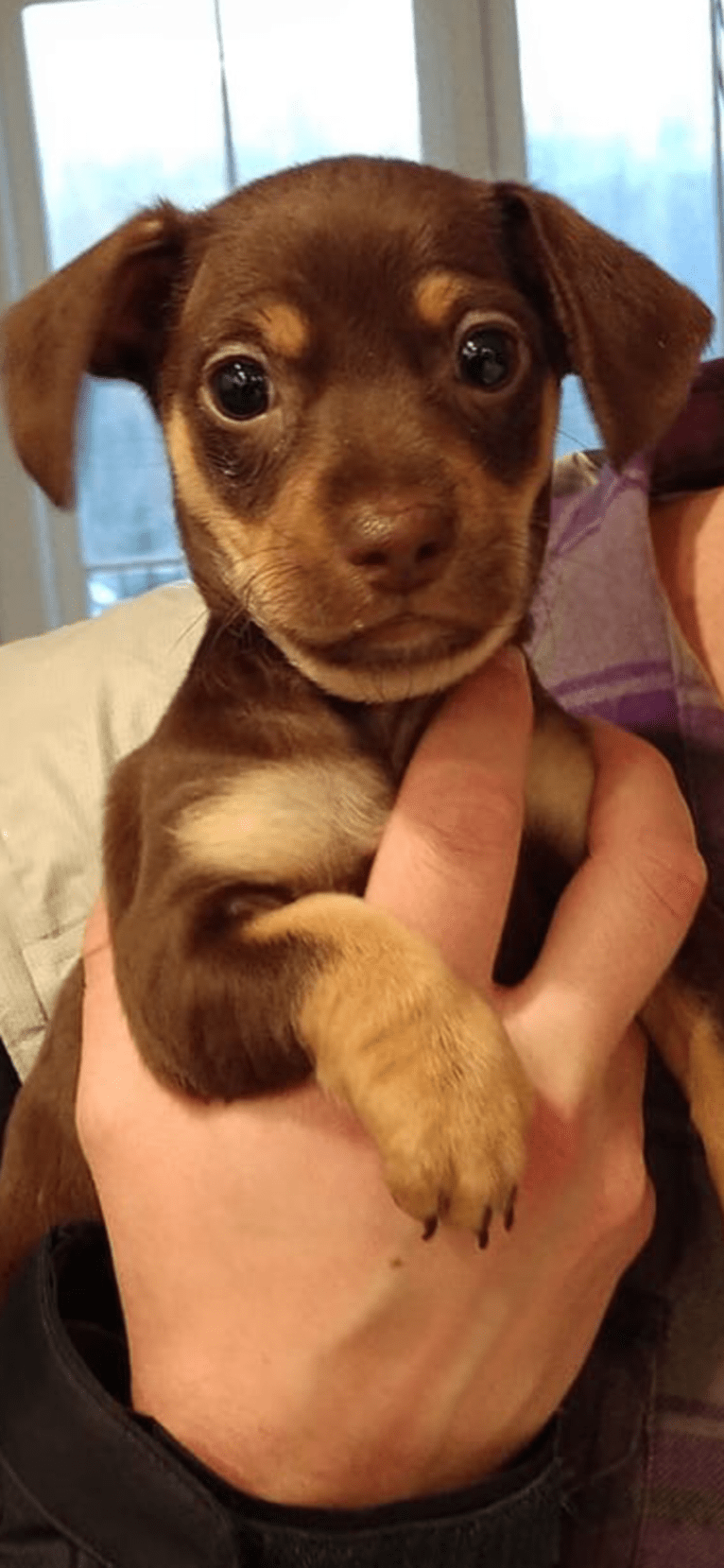 Judge, a Dachshund and Chihuahua mix tested with EmbarkVet.com