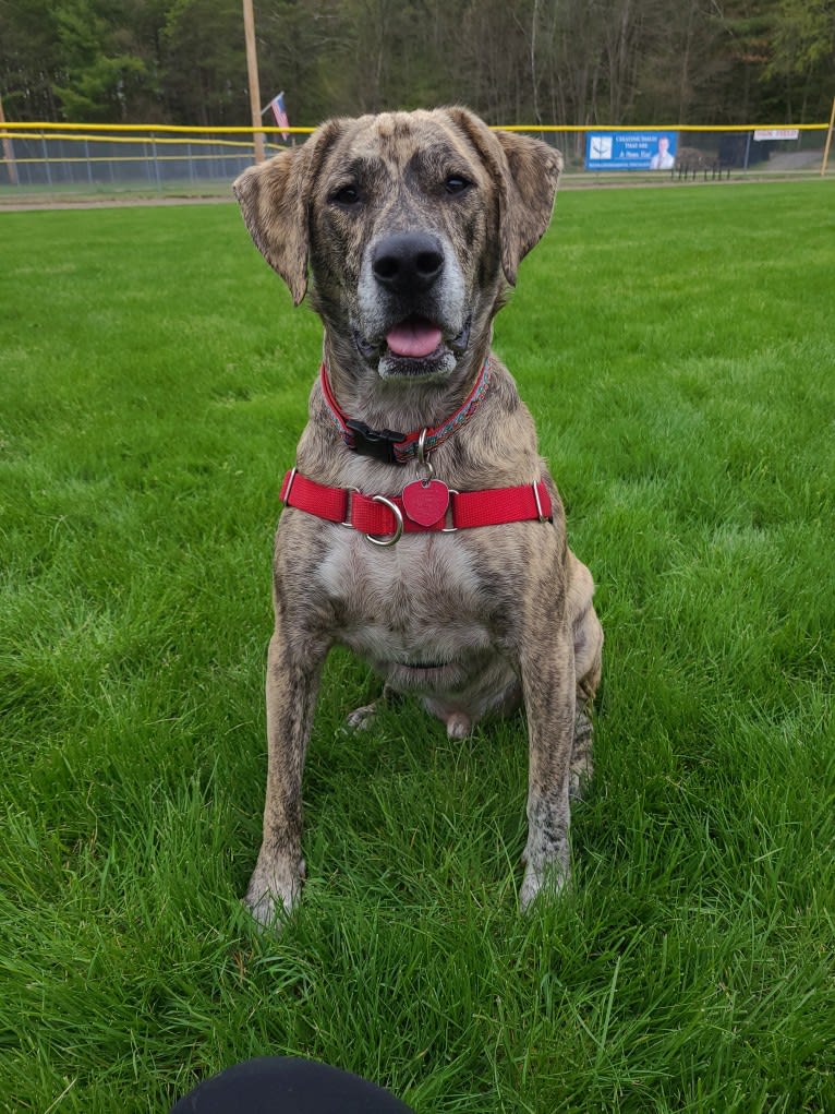 Cedric, a Beagle and American Pit Bull Terrier mix tested with EmbarkVet.com