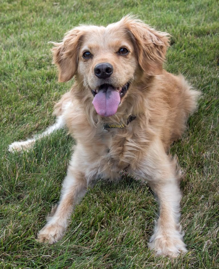 Muppy, a Cocker Spaniel and Rat Terrier mix tested with EmbarkVet.com