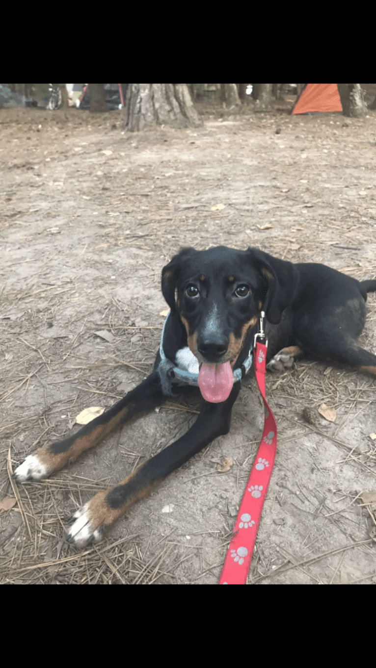 River, a Beagle and Chihuahua mix tested with EmbarkVet.com