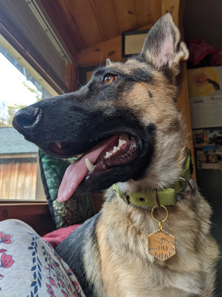 Lyra, a German Shepherd Dog tested with EmbarkVet.com