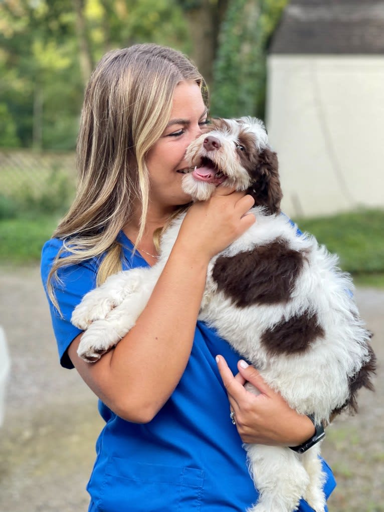 Pepper, a Sheepadoodle tested with EmbarkVet.com