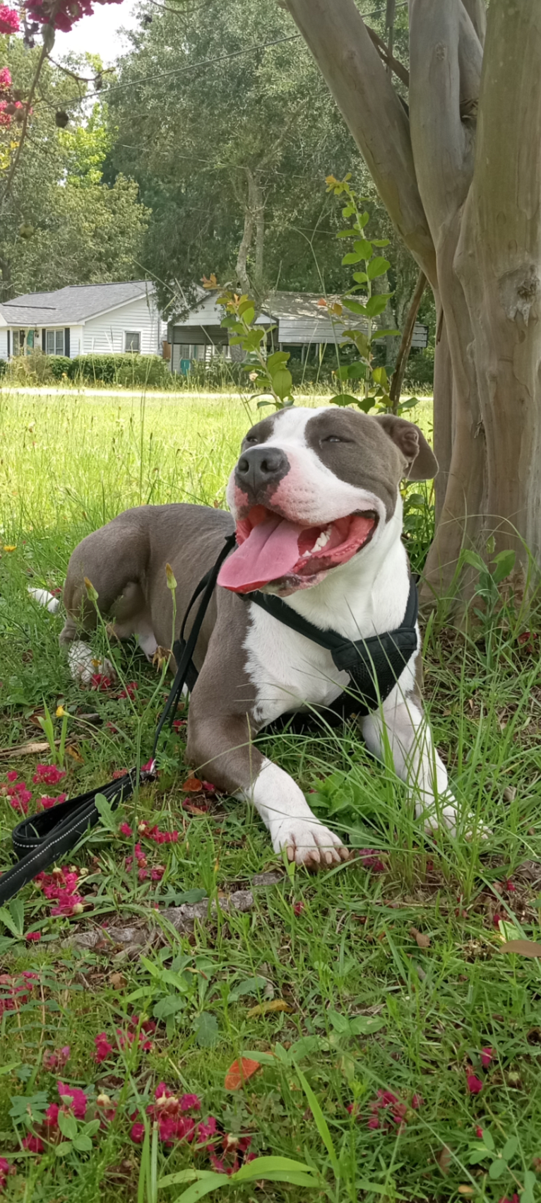 "X" (Dmx), an American Pit Bull Terrier tested with EmbarkVet.com