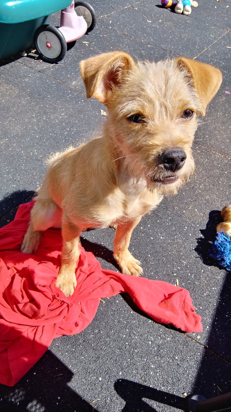 Zuma, a Chihuahua and Pomeranian mix tested with EmbarkVet.com