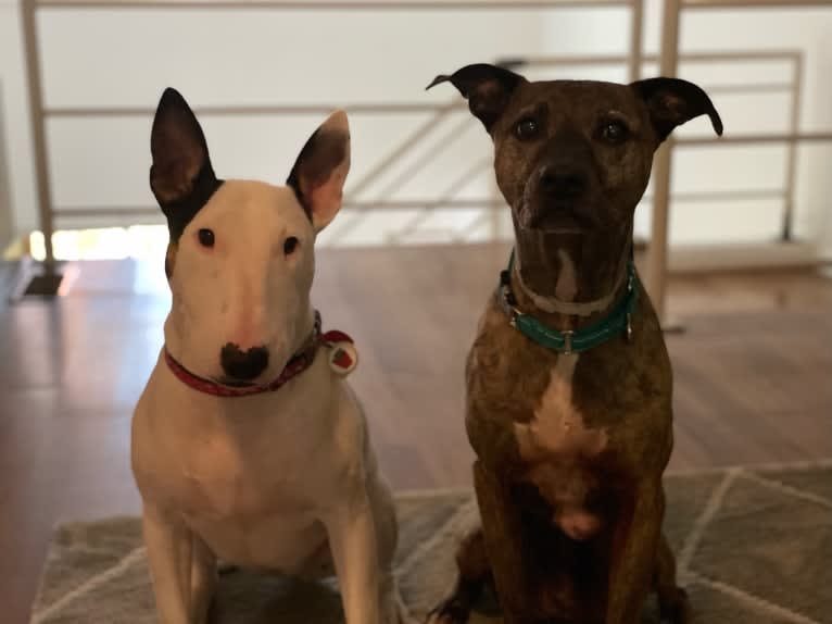 French Fry, a Bull Terrier tested with EmbarkVet.com