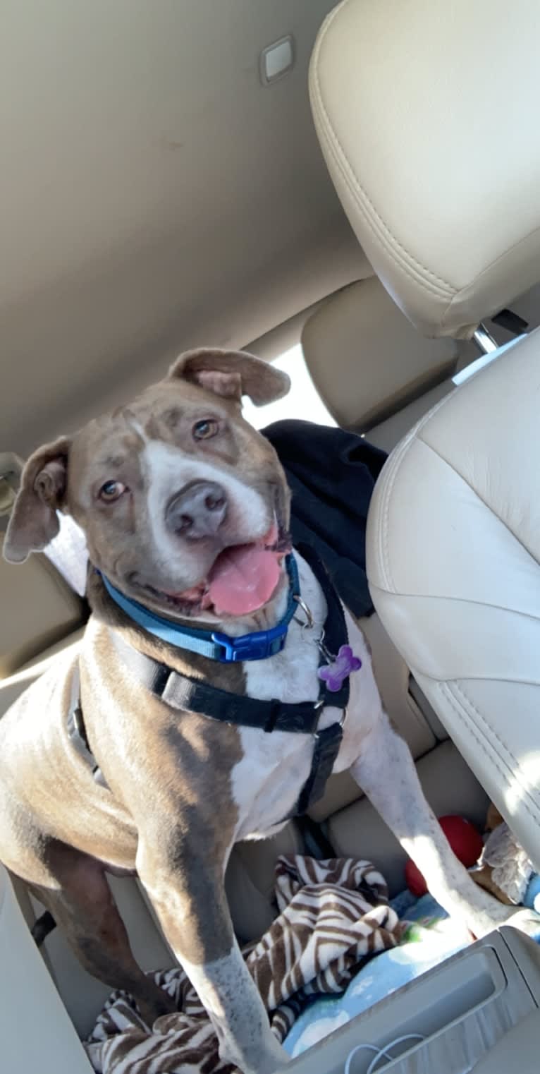 Rigby, an American Bully tested with EmbarkVet.com