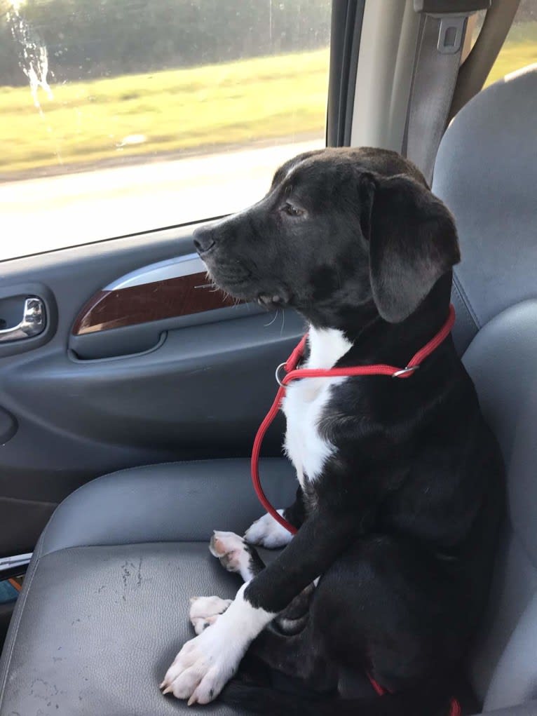 Connor, an American Bully and American Bulldog mix tested with EmbarkVet.com