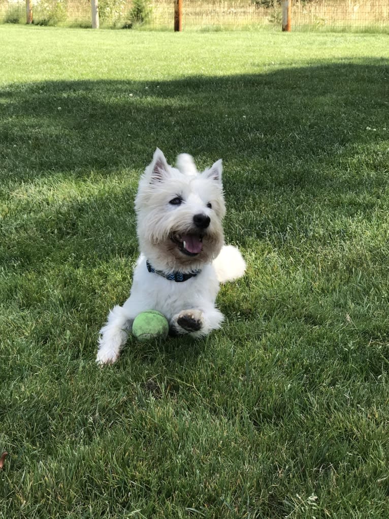 Winston, a West Highland White Terrier tested with EmbarkVet.com