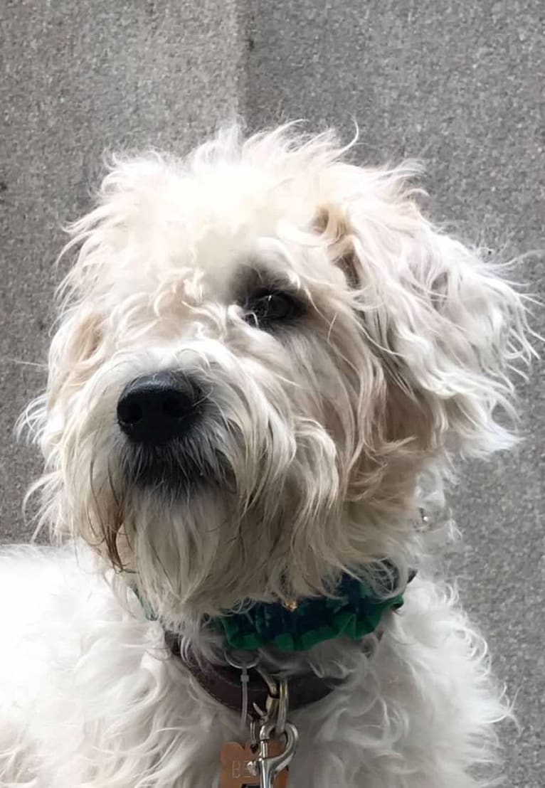 Benji Borden, a Soft Coated Wheaten Terrier tested with EmbarkVet.com