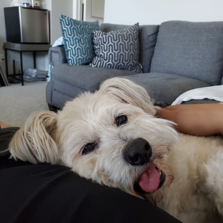 Mr. Simi, an American Eskimo Dog and Poodle (Small) mix tested with EmbarkVet.com