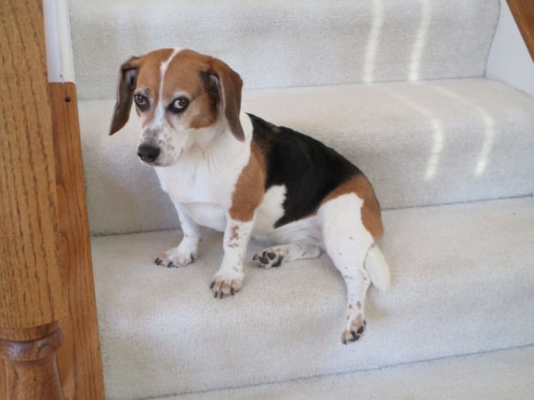 Ruby, a Beagle and Basset Hound mix tested with EmbarkVet.com