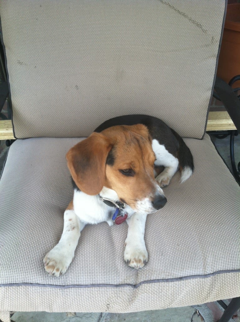 Niko, a Beagle tested with EmbarkVet.com