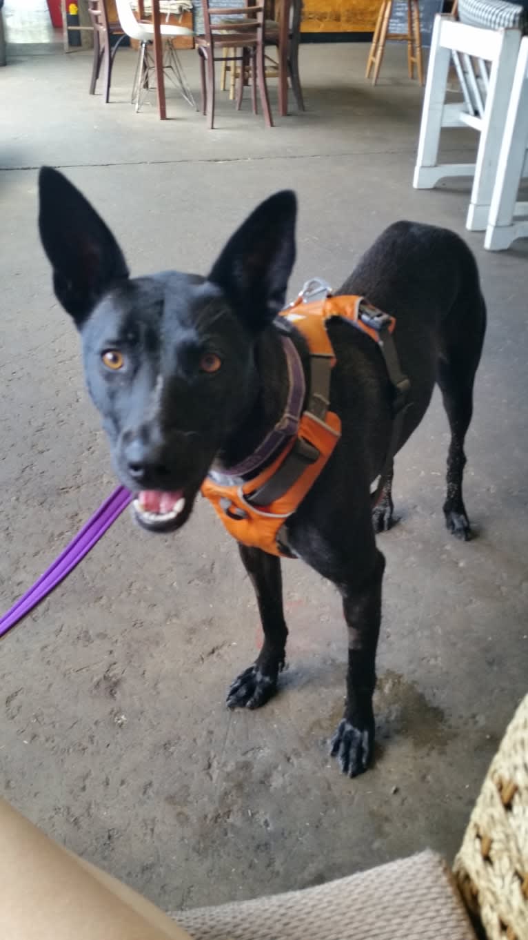 Claire, a Chinese Shar-Pei and Border Collie mix tested with EmbarkVet.com