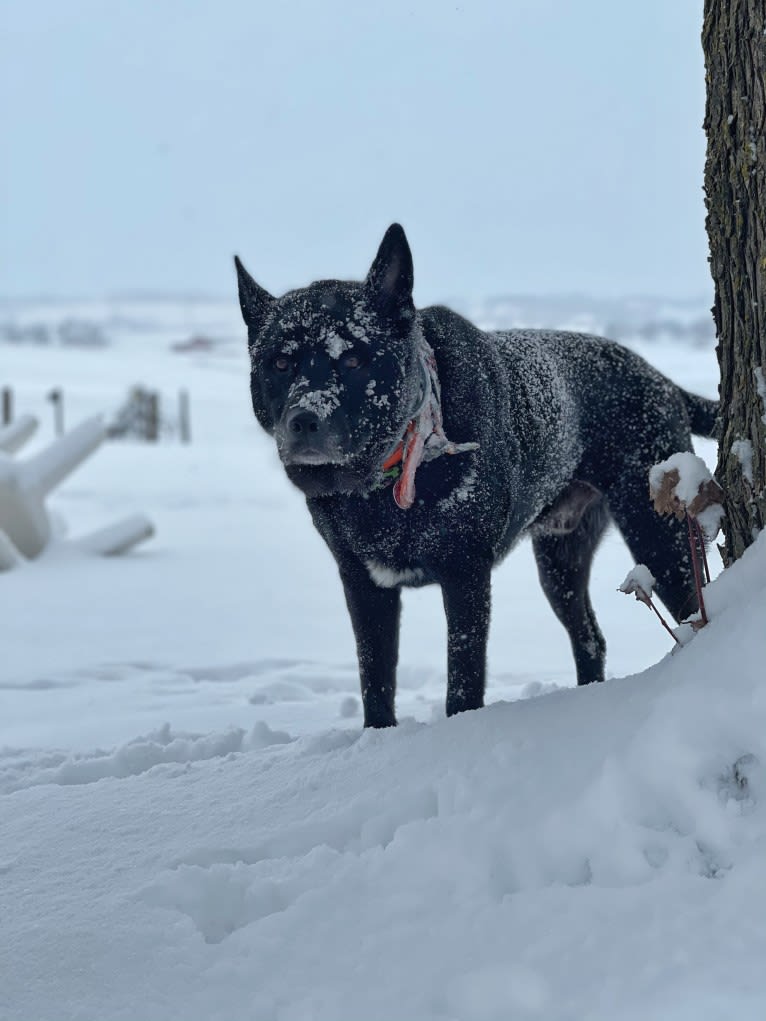 Amos, a Norwegian Elkhound and American Pit Bull Terrier mix tested with EmbarkVet.com