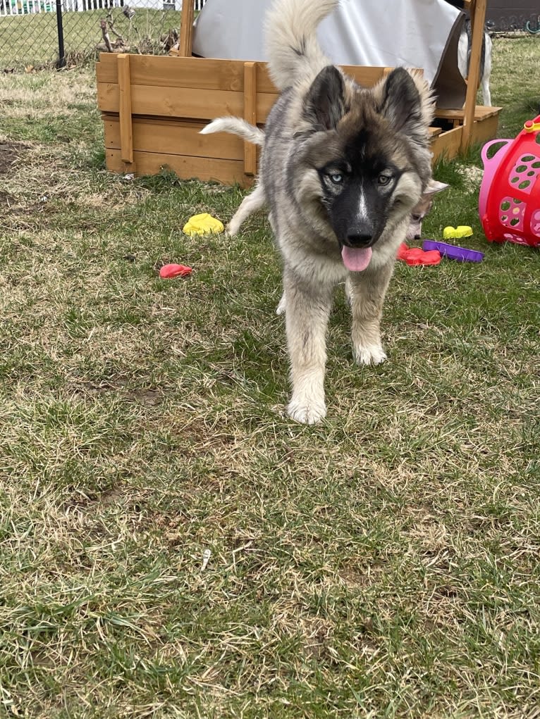 Nymeriah Raine 🌈🌧️, a Siberian Husky tested with EmbarkVet.com