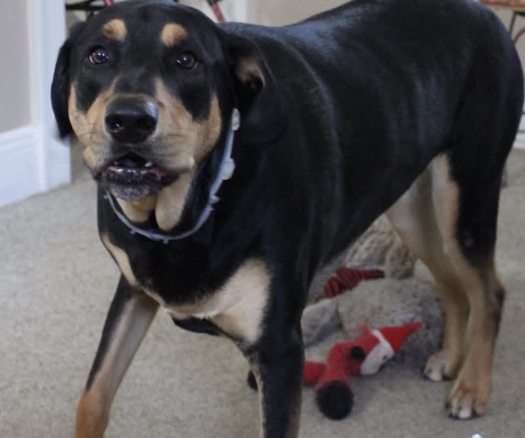 Wyatt, a Labrador Retriever and Doberman Pinscher mix tested with EmbarkVet.com