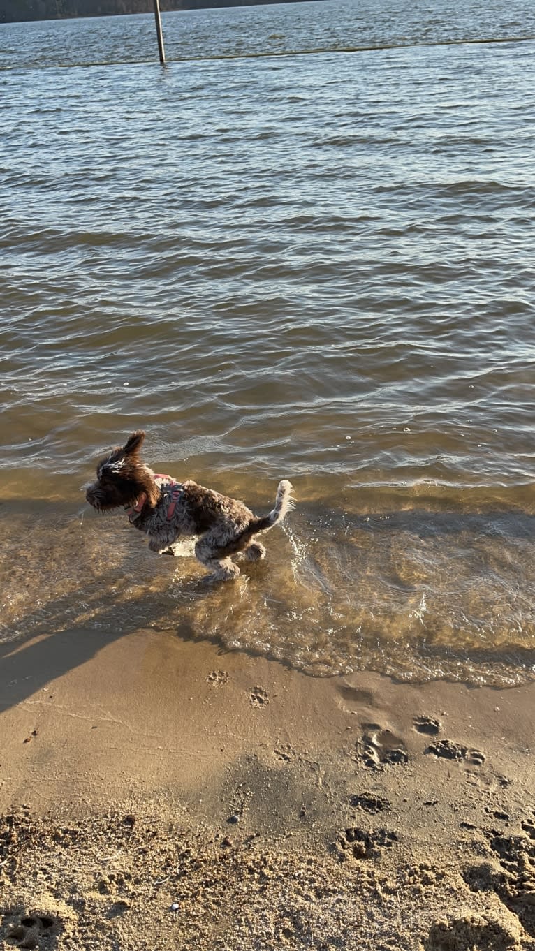 Ruby, a Portuguese Water Dog tested with EmbarkVet.com