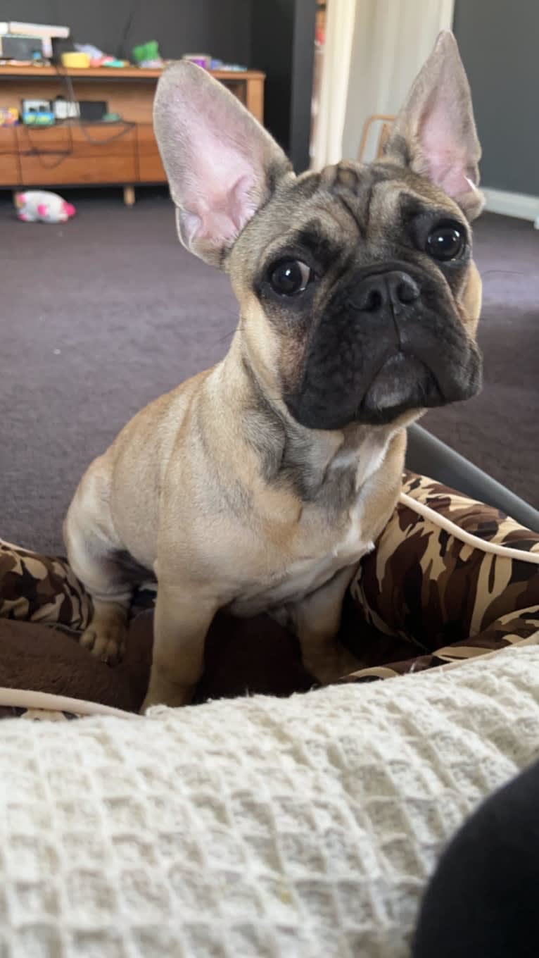 Sirius, a French Bulldog tested with EmbarkVet.com