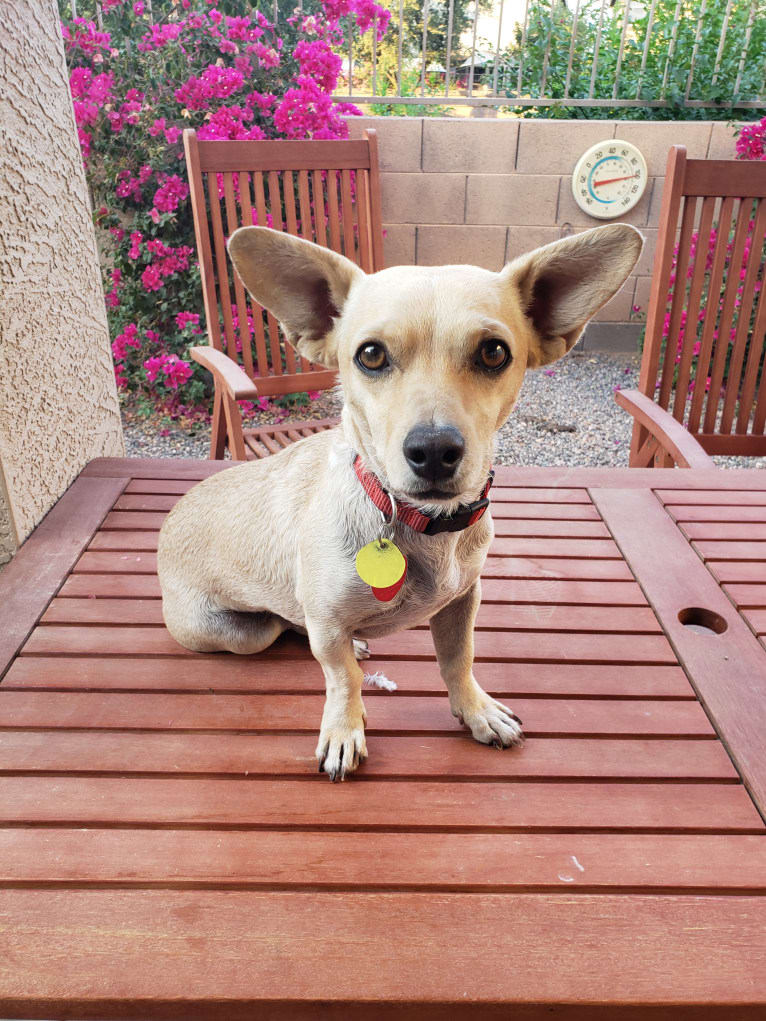 Swivel, a Chihuahua and Poodle (Small) mix tested with EmbarkVet.com